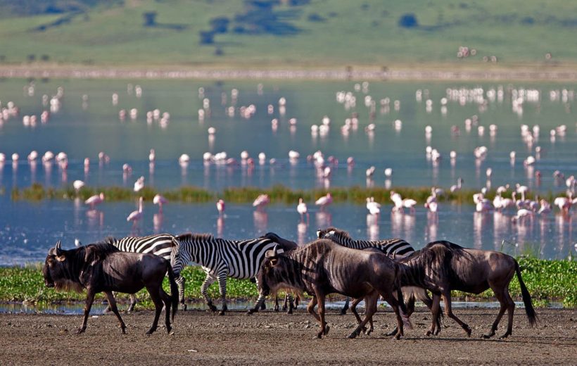 7 Days Great Migration Safari