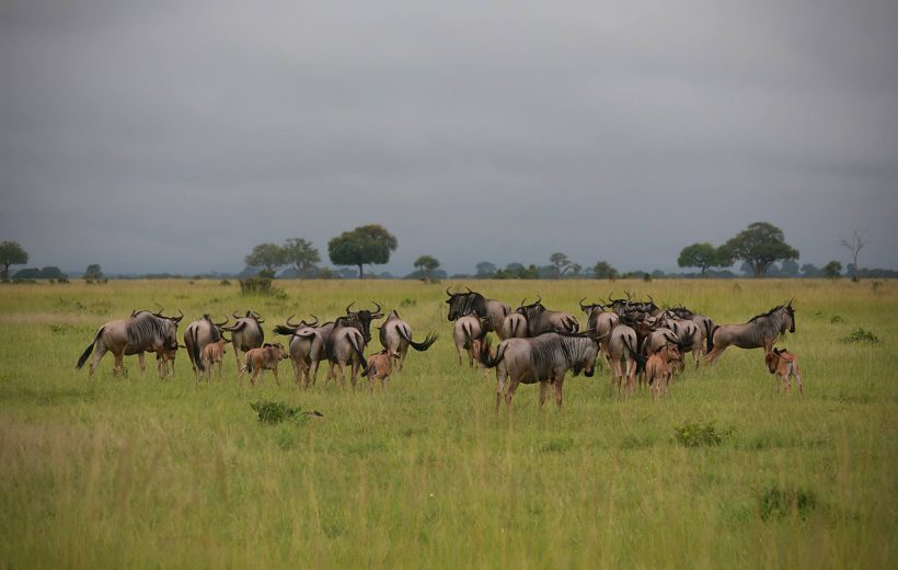 4 Days Mikumi National Park Safari