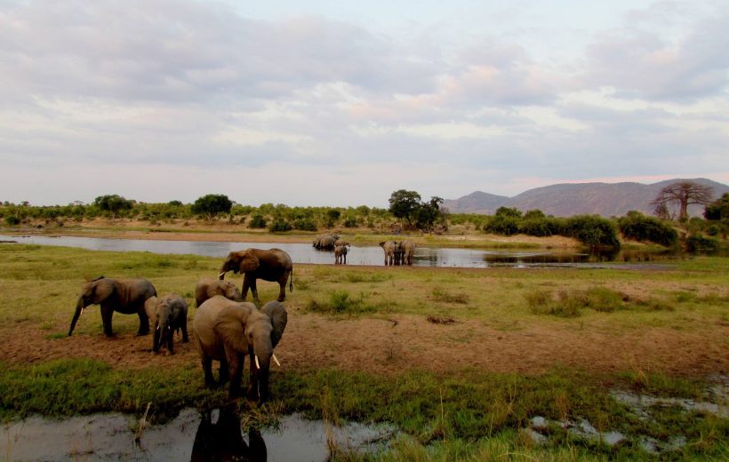 5 Days Tanzania Safari Mikumi and Ruaha
