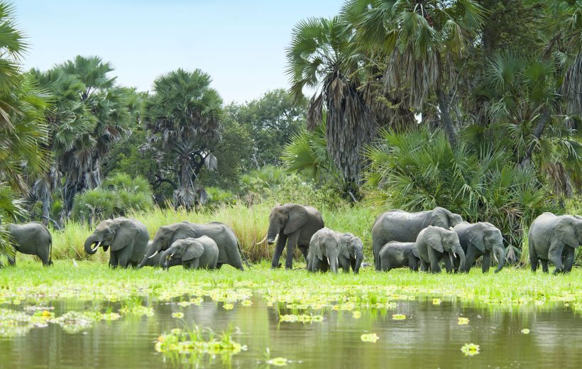 4 Days Selous Game Reserve Safari