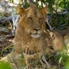 Tanzania Safari Cost