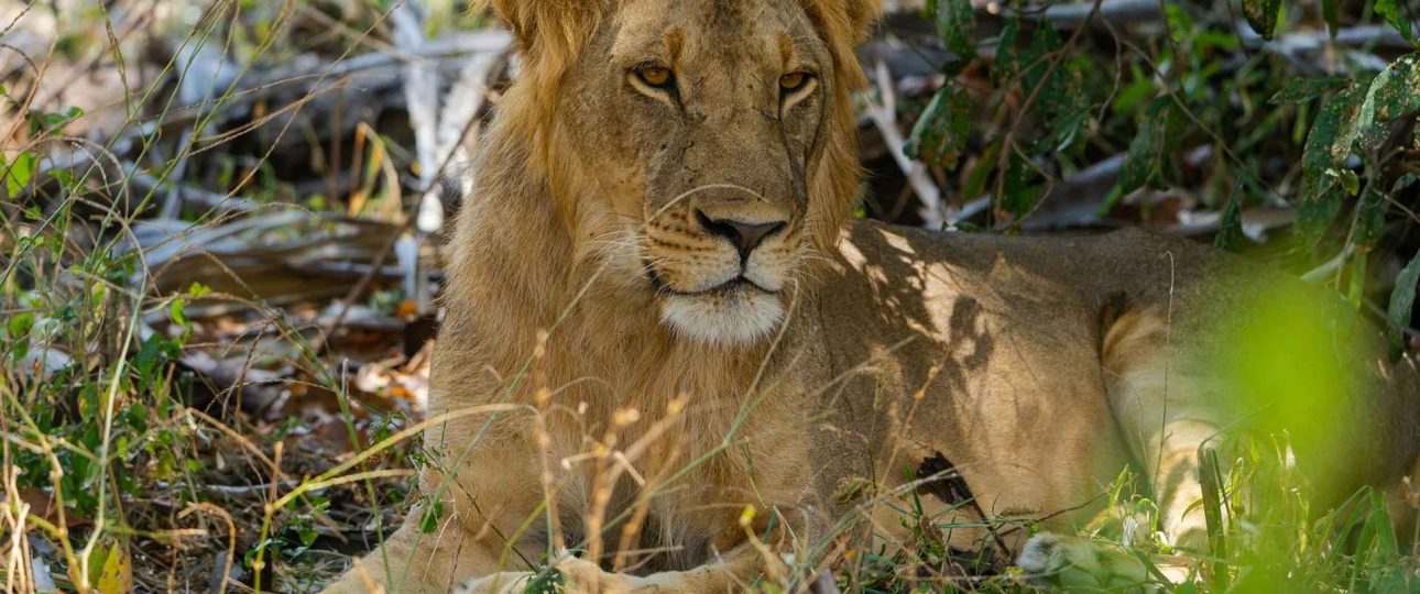 Tanzania Safari Cost