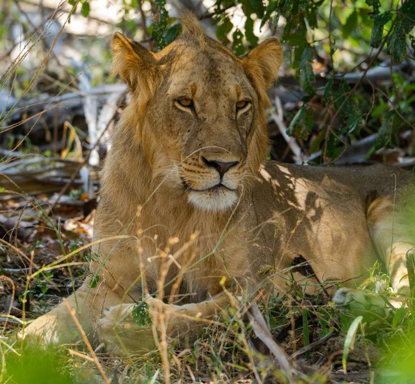 Tanzania Safari Cost
