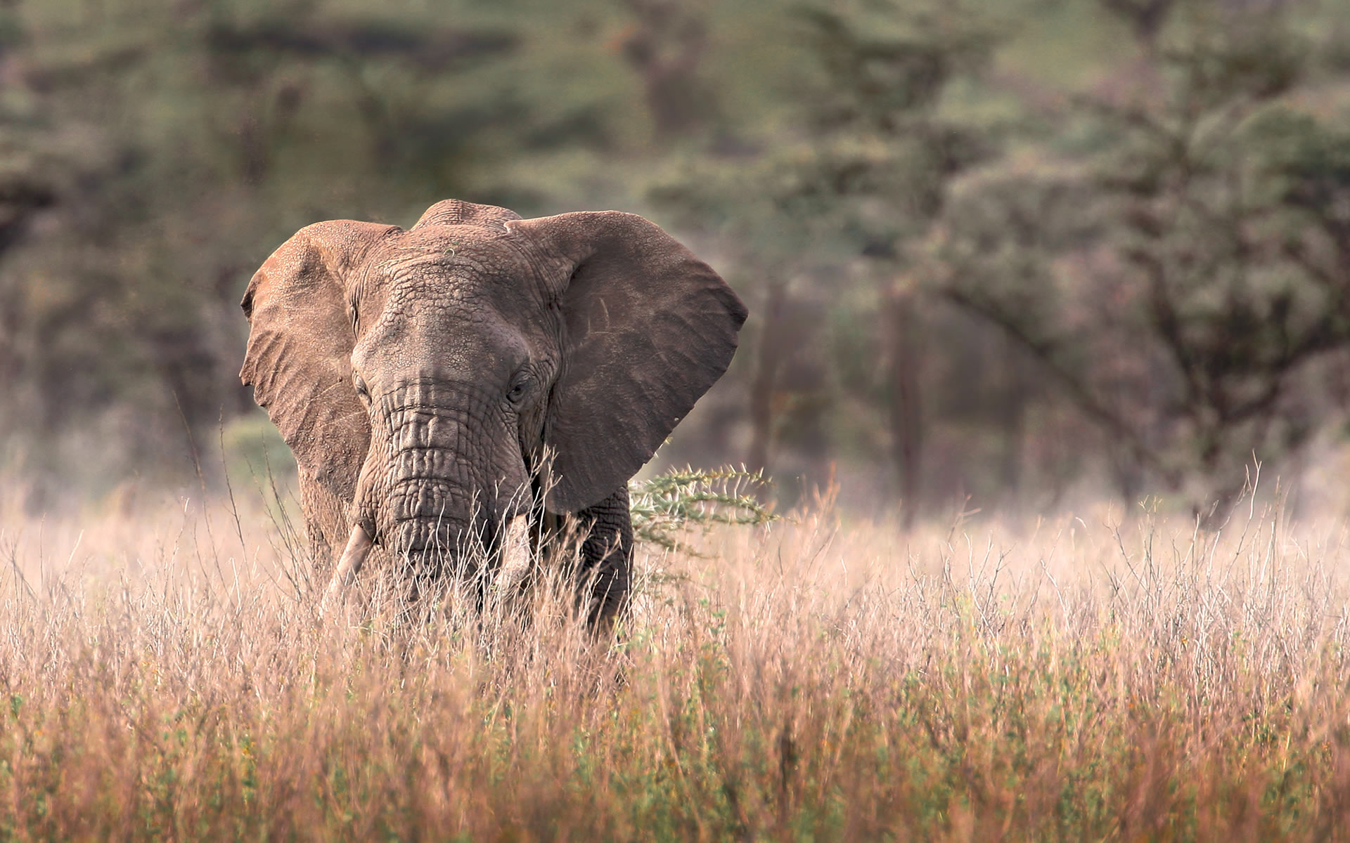 Tanzania Safari Cost
