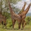 Mkomazi National Park Safari Guide