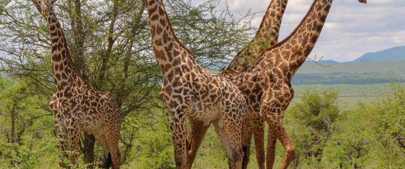 Mkomazi National Park Safari Guide