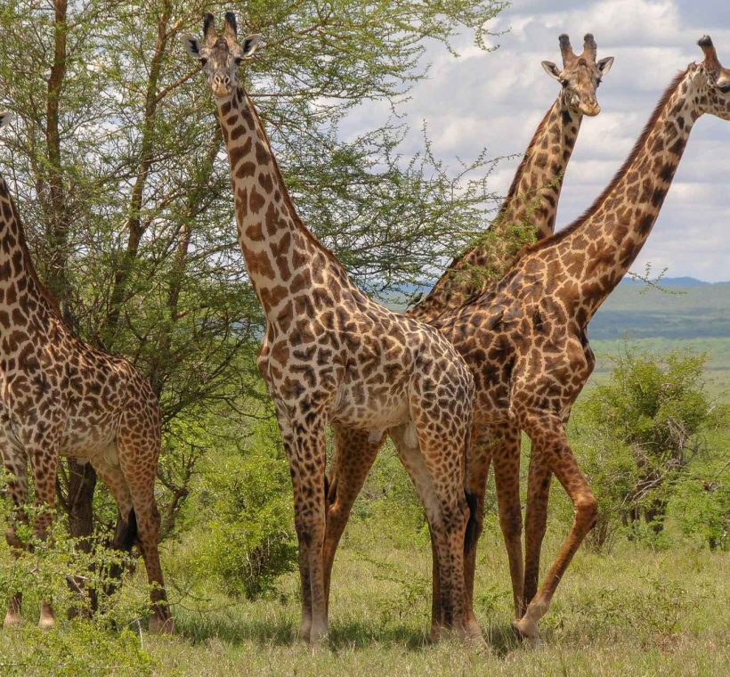 Mkomazi National Park Safari Guide