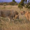 Ideal Tanzania Safari Duration
