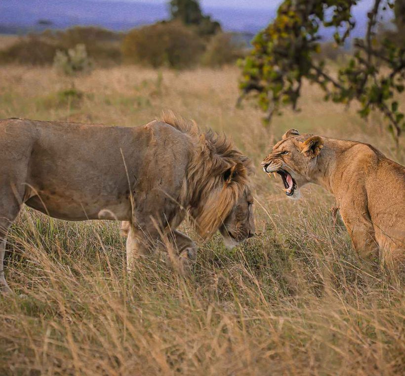 Ideal Tanzania Safari Duration