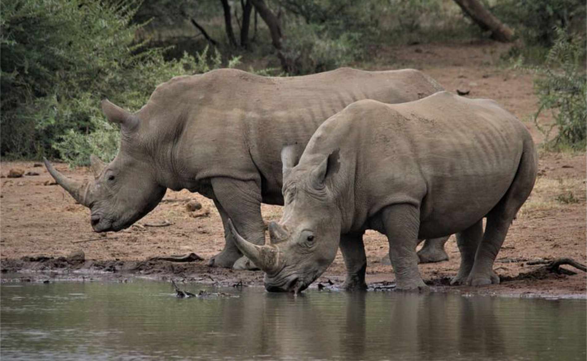 Mkomazi National Park Safari Guide