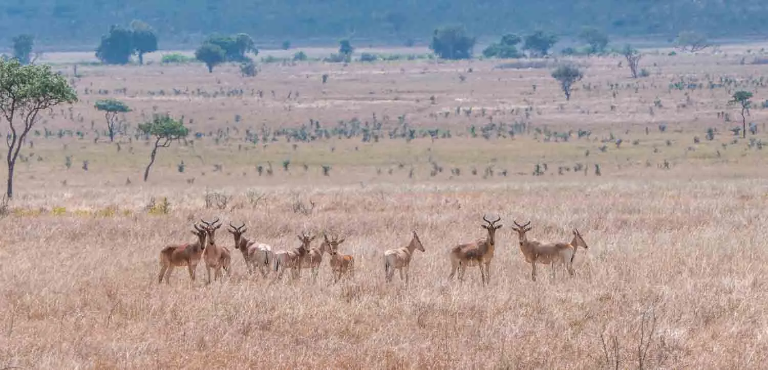 Mkomazi National Park Safari Guide