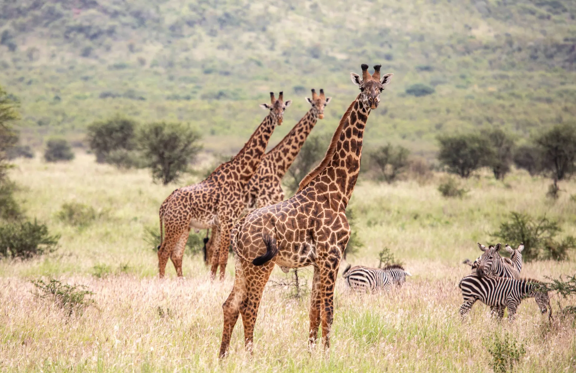 Mkomazi National Park Safari Guide