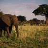 Responsible Tourism in Tanzania