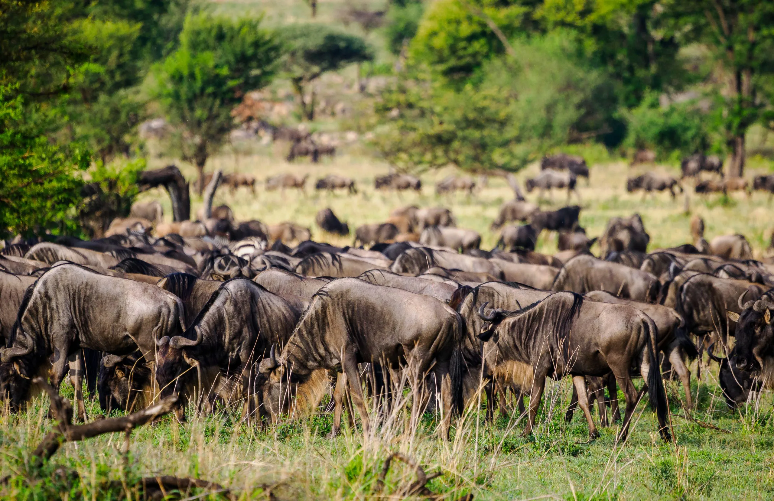 Ideal Tanzania Safari Duration