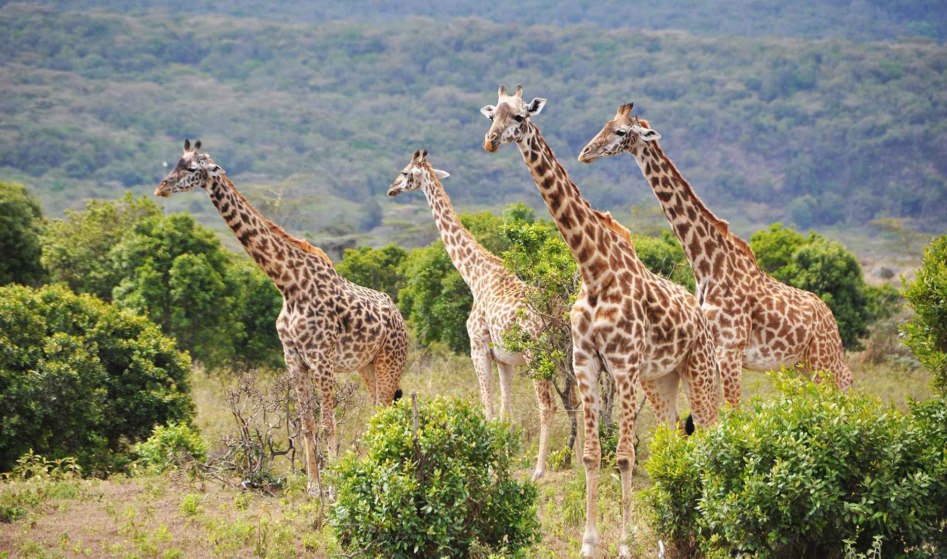 Tanzania Weather and Climate