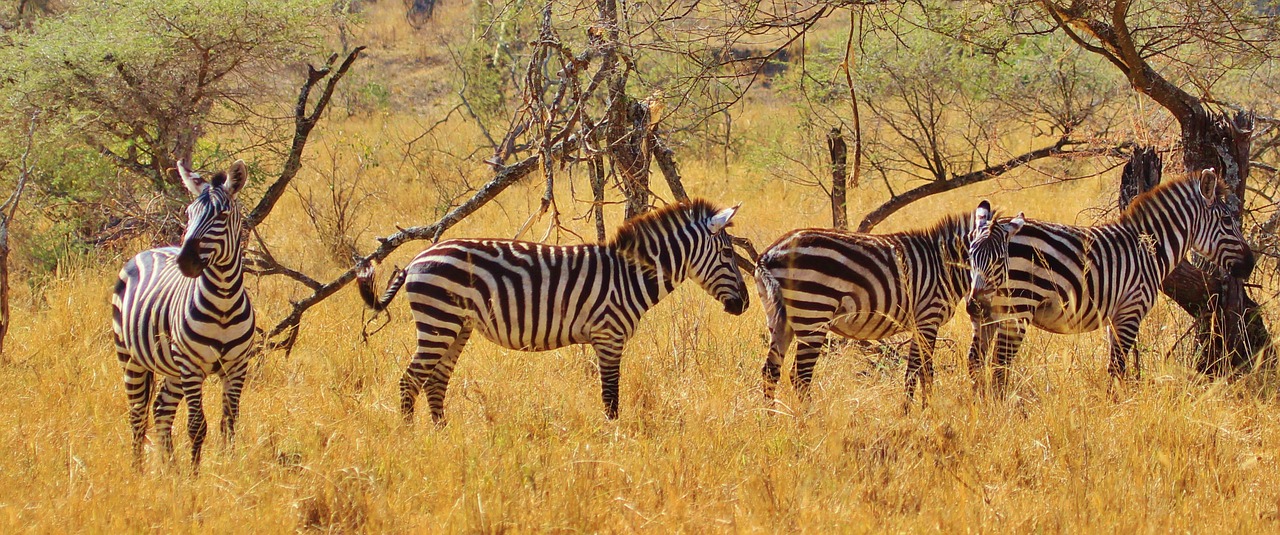 Tanzania Weather and Climate