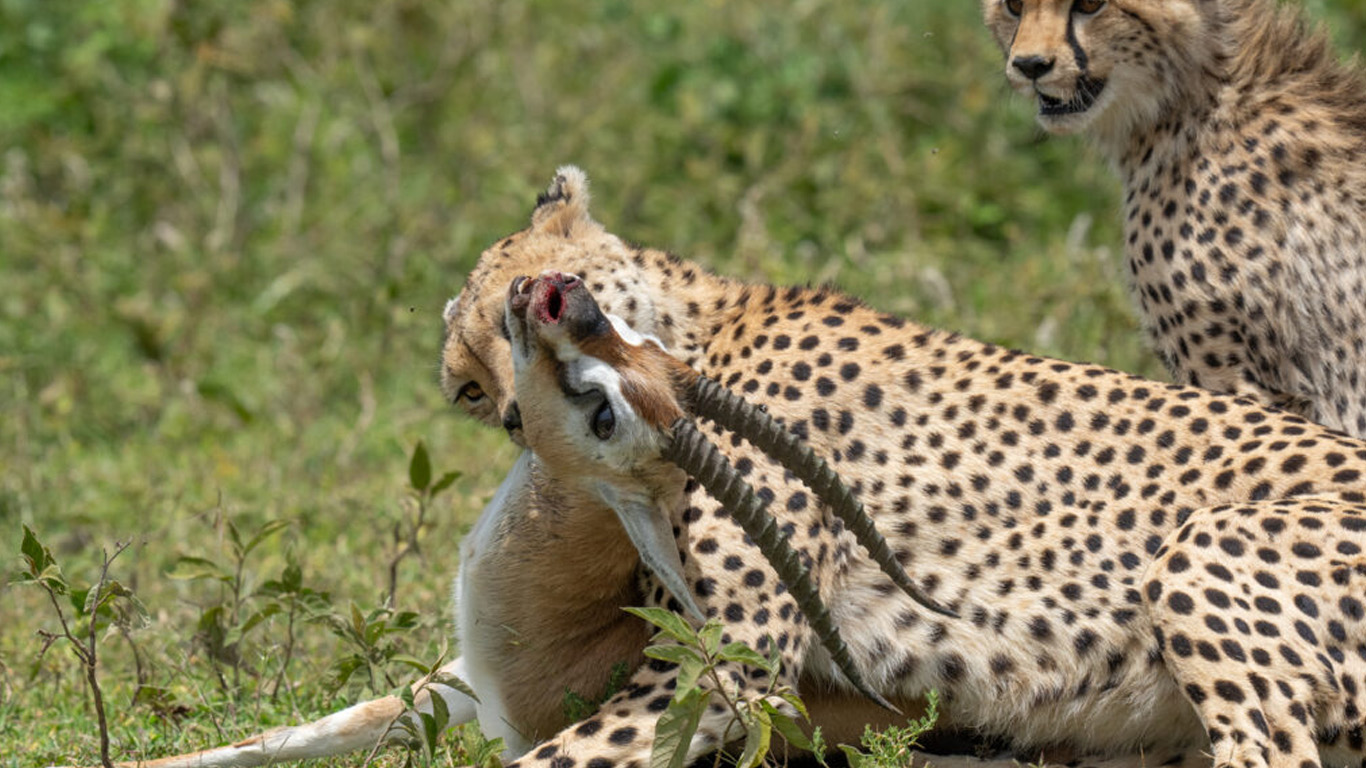Ideal Tanzania Safari Duration