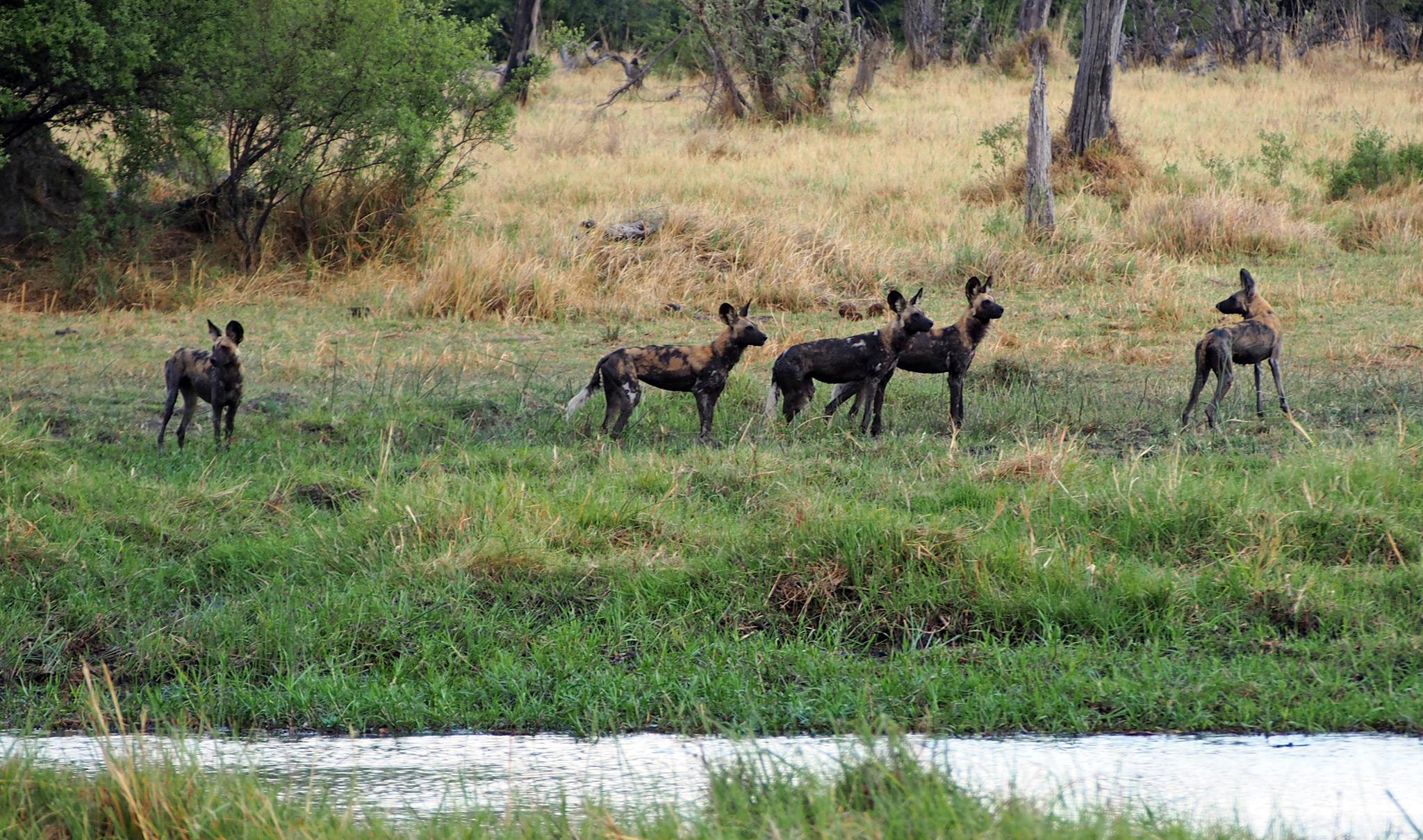 Mkomazi National Park Safari Guide