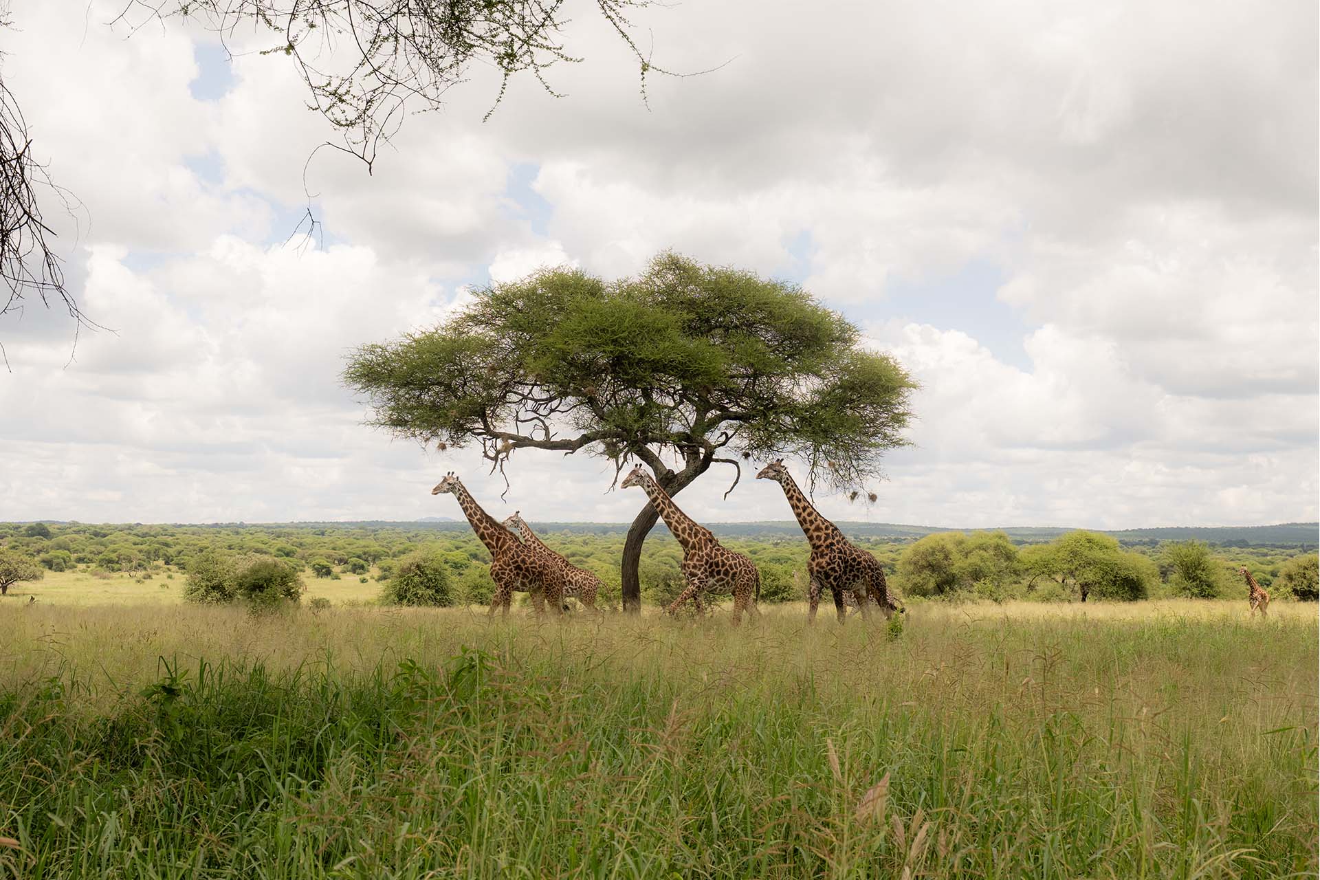 Tanzania Weather and Climate