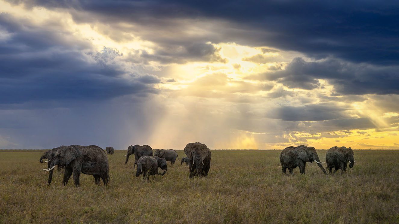 Tanzania Photographic Safari Guide